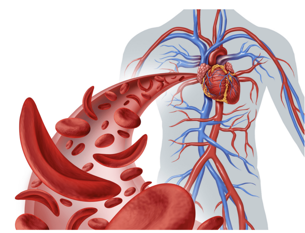 Screenshot-2022-04-14-at-10.31.13 | GFD Homes hot tub advantages: a diagram of a human body showing the 2 circulation methods.