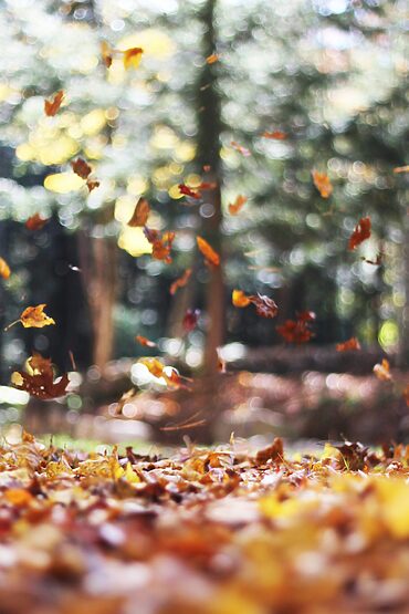 A composite front door adds warmth and kerb appeal in autumn — modern composite door designs combine seasonal style with lasting security.